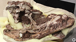 雲南元謀のジュラ紀獣脚類の頭骨