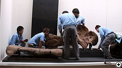 チュアンジエサウルスの大腿骨と肩甲骨