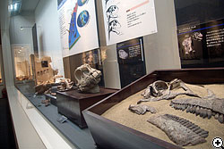 竜脚類の代表的な頭骨の比較