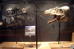 アロサウルスの頭部骨格と生体模型