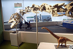 チュアンジエサウルスの頸椎（首の骨）