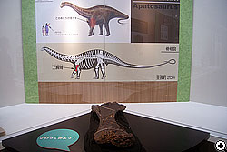 さわれるアパトサウルスの上腕骨