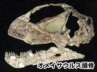 オメイサウルス頭骨の写真