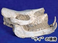 “サイ”の頭骨の写真