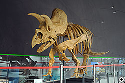 トリケラトプスの全身骨格。