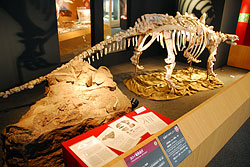 共同発掘の成果のヨロイ竜と、骨化石の産状状態の母岩