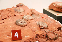 恐竜の卵の巣の化石です。卵化石の生々しいようすをご覧ください。