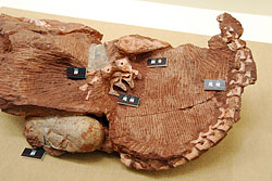 発掘されたオビラプトルの骨格と抱えていた卵化石、という標本です。
