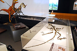 福井産ドロマエオサウルス類の骨格と発見された実物化石。