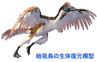 始祖鳥 アーケオプテリクスの標本