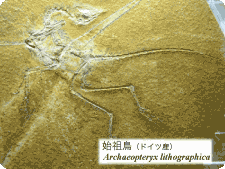 ドイツ産始祖鳥 (Archaeopteryx lithographica)