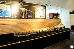 先の方の部位の尾椎化石