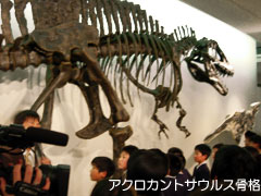 若狭移動展イメージ「アクロカントサウルス全身骨格」