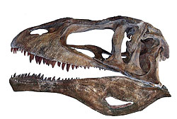 カルカロドントサウルス頭骨