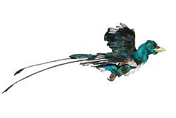 コンフキウソルニス（孔子鳥）の復元模型