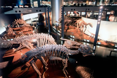 恐竜博物館写真