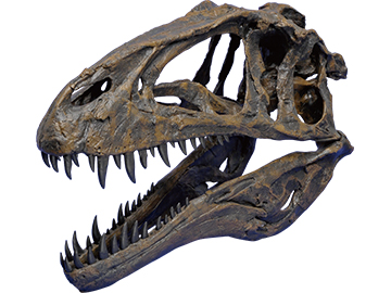 アクロカントサウルス・アトケンシス（頭骨）
