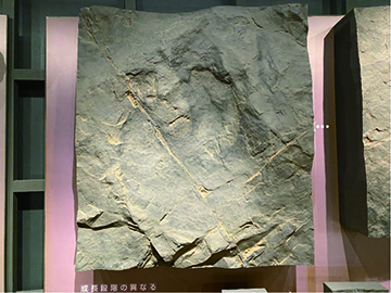 イグアノドン類の足跡化石