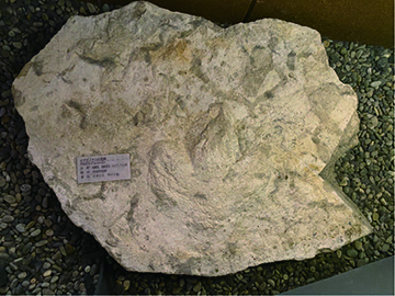 イグアノドン類の足跡化石
