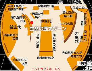 アーケオプテリクス・リトグラフィカ(始祖鳥)の展示場所