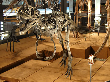 ケラトサウルス・ナシコルニス