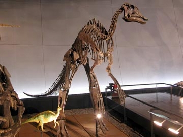ヒパクロサウルス・ステビンゲリ