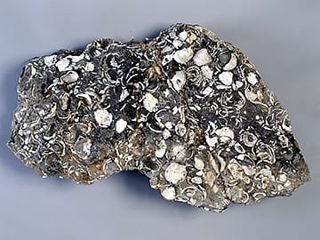 異地性の貝化石層