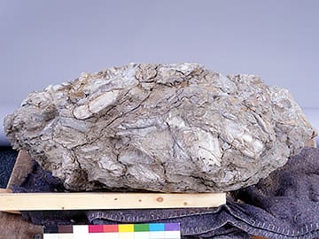 現地性の貝化石層