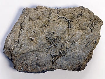 ゼンチュウ類のふん化石