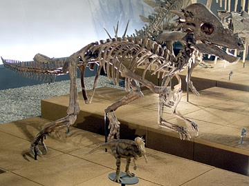 パキケファロサウルスの一種