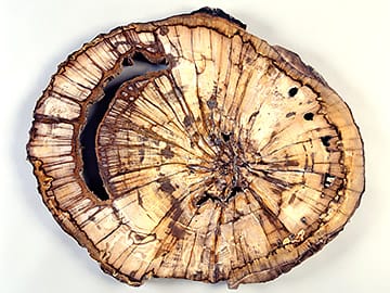 コナラ属　珪化木