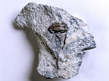 トリゴノカルプス属の一種