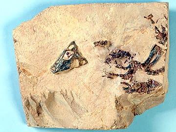 メセノサウルス・ロエメリ