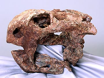 ディノドントサウルスの一種