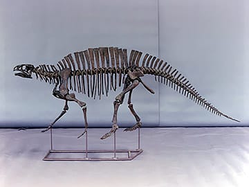 ロトサウルス・アデンタス