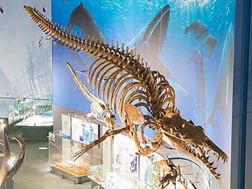 バシロサウルス・ケトイデス