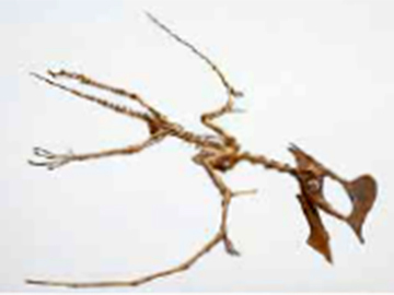 タジャペラ・ヴェルンホーフェーイ