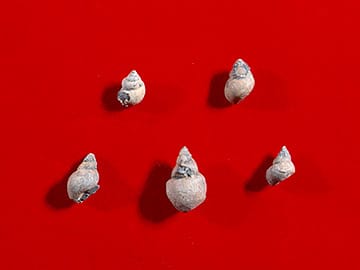 “ビビパルス”の一種