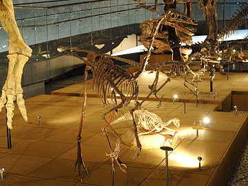 オルニトミムス・エドモントニクス