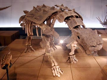 スコロサウルス・カトラーイ