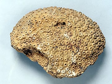 フィリップサストレアの一種