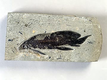 スカウメナキア・クルタ