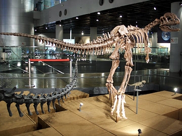 シノサウルス・トリアシクス