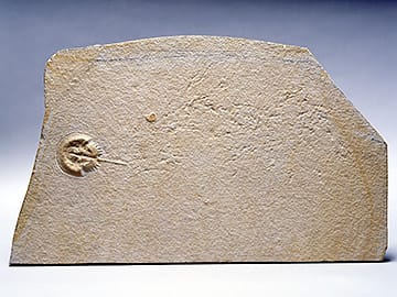 カブトガニ類（メソリムルス・ワルチ）のはい跡