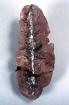 レピドデンドロン・ステインベルギ