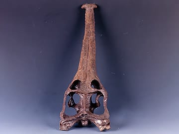 テレオサウルス科の仲間