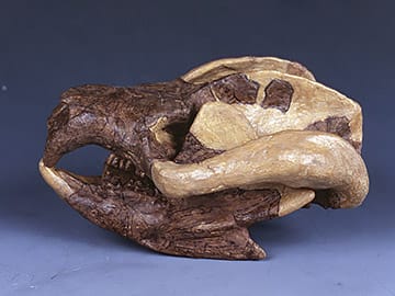 ビエノテリウム・ユンナネンセ