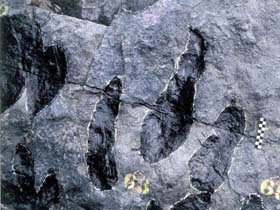 大型獣脚類の足跡化石