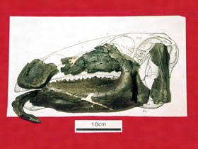 ほぼ完全なイグアノドン類の頭骨