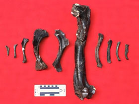 獣脚類幼体の化石の発見
